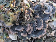 A fája alatt lepketaplók élnek a tuskón