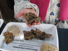 A szalagos fülgombákat is ő hozta