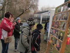 A légyölő galóca, mikor még csak fagyigomba
