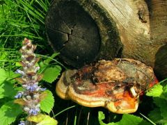 Szegett tapló a kivágott fenyőkön.