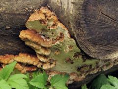 Mindent én sem ismerhetek fel...