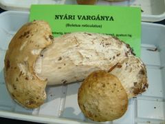 Mindenki rá vadászik