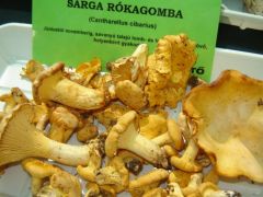 Rókagomba, a király