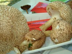 Tüskés őzlábgomba - szépségeink egyike