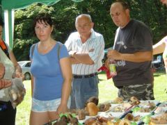 Zacskós gombagyűjtés, még mindig!