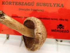 Illat 2. Körteszagú susulyka