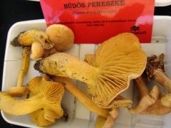 Illat 3. Büdös pereszke