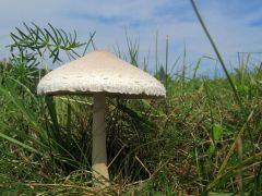 Csipkés őzlábgomba - többet is hoztak