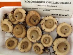 Közönséges csillaggomba, Geastrum fimbriatum
