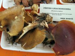 Fényes likacsosgomba, Royoporus badius