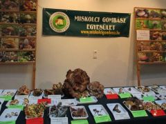 Mégpedig a Miskolci Gombász Egyesületé