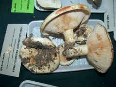 Rózsáslemezű keserűgomba a Tiszarétről