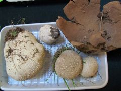 Múlt és jelen a pikkelyes pöfetegnél