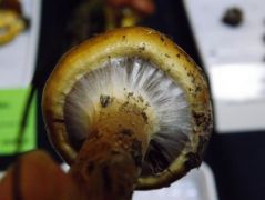 A részleges burok a gyakorlatban