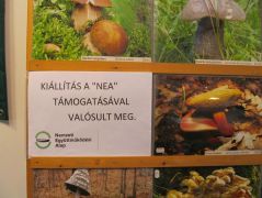 Idén nem pusztán önerőből kiállítunk