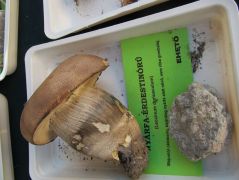 Egy renkívül szokatlan kinézetű példány