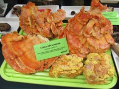 Végre beindult a sárga gévagomba!