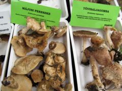 A tavaszi páros még tartja magát...