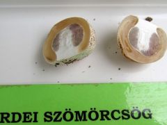 Kicsike még, de akkor is nagyon korai!