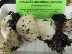 Ennél frissebb már nem is lehetne!