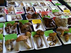 Részlet a kiállítási asztalokról