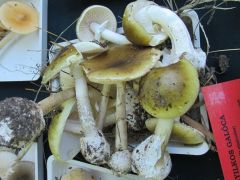 Nem leszedni, nem felrúgni, békén hagyni!