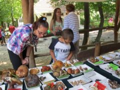 Válaszd ki, melyiket akarod lerajzolni!