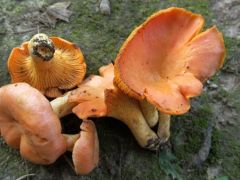 Például ezt a rózsás kalapú rókagombát...