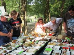 Ifjonti kérdés: Vannak-e savas gombák?