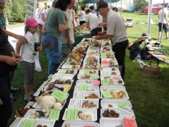 A kiállító asztalok