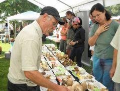 Jani osztja az észt...