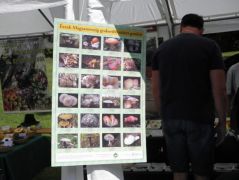 Védett gombás plakátunk