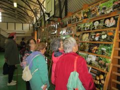 Kevés az élő gomba? Megnézzük képen.