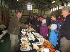 Ez egy fiatal pecsétviaszgomba...