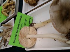 Ritkán kerül asztalra!