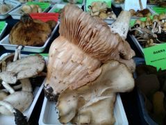 Tövisaljagomba és a góliát rokonok...