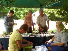 Galambgomba határozás - nem egyszerű