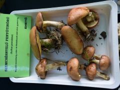 A felhozatalból: szemcsésnyelű fenyőtinóru