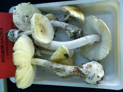 Hogy legyen mivel riogatni...