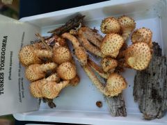 Ők valóban szépek voltak!