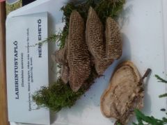 Állandó fellépőink...