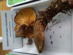 Ami fán terem, az még bírja a meleget