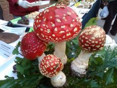 Hívogató gombadíszek