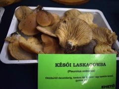 Élő gombák is voltak, ami ilyenkor fellelhető