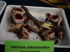 Tél eleje óta kint vannak