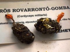 November óta találjuk