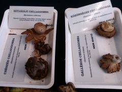 A vésztartalék - csak kitettük őket is