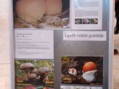 Az év gombája - állomásunk mottója