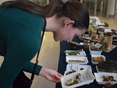 Az ánizstapló varázsa...