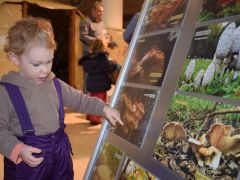 Melyik tetszik, kislegény?